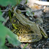 Northern Green Frog