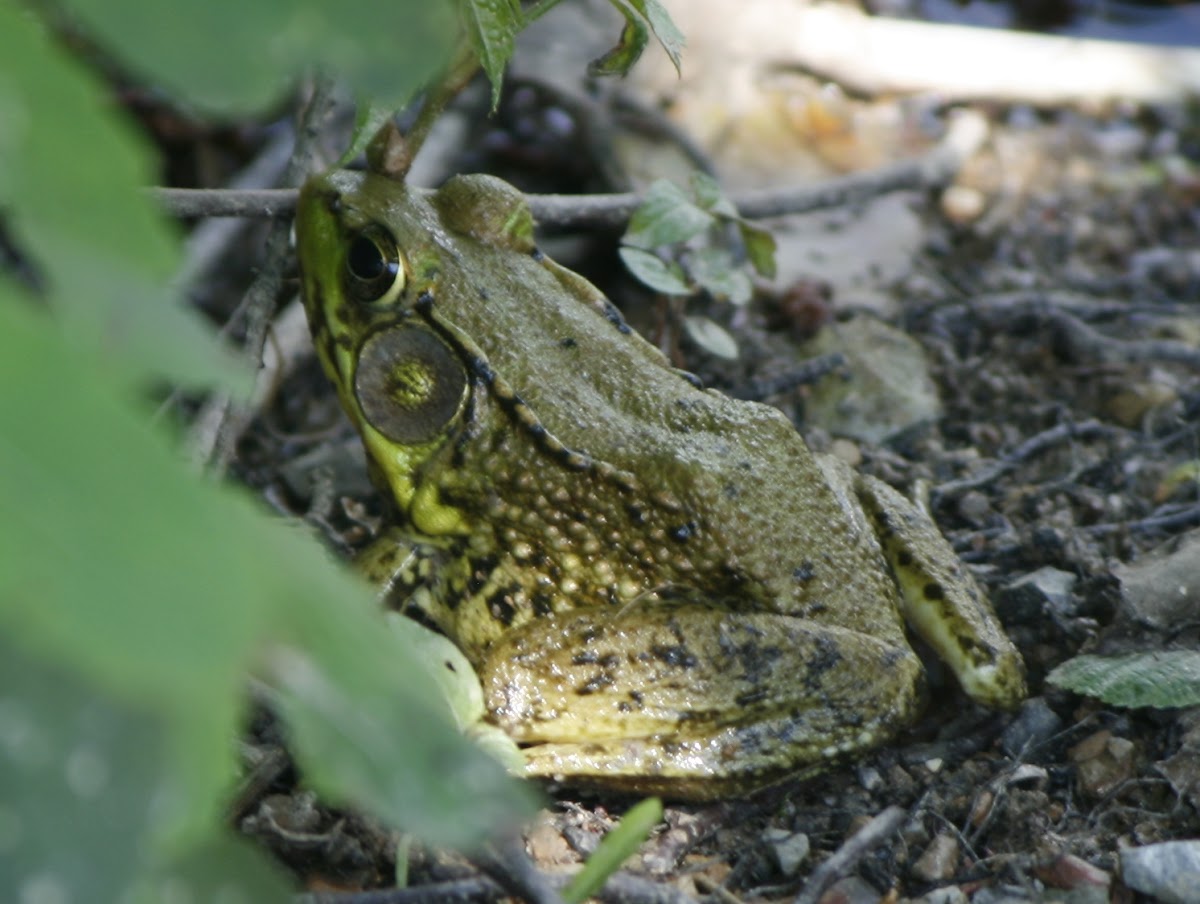 Northern Green Frog