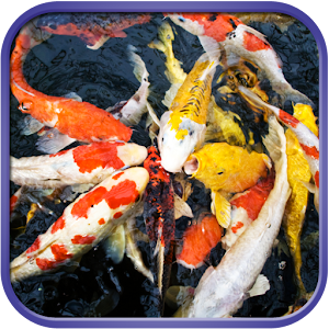 Fancy Koi Fish Live Wallpaper 1.1