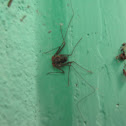 Whip Scorpion