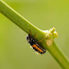 Multicolored Asian Lady Beetle (Larva Stage)