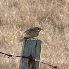 Meadow Pipit