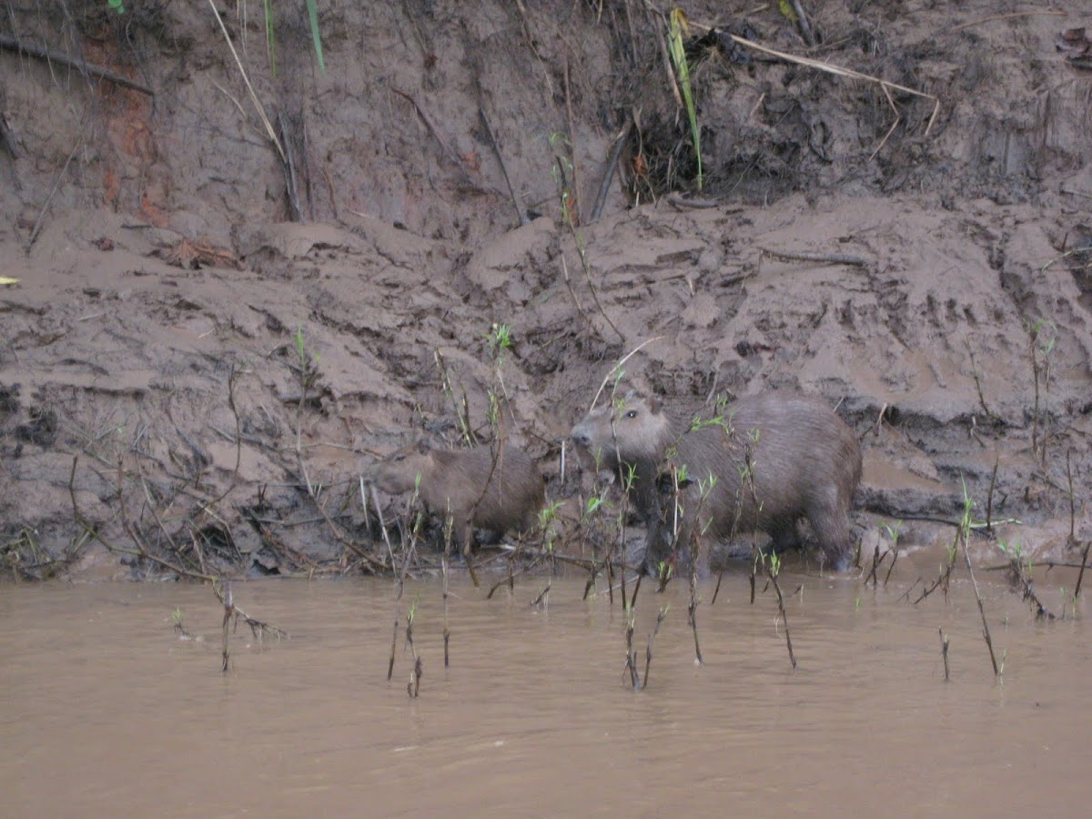 Capybara