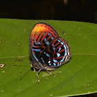 Malay Red Harlequin Butterfly