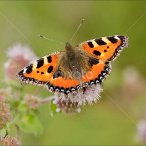 Small Tortoiseshell at Blunsdon yesterday. by Marlene Finlayson - Animals Insects & Spiders