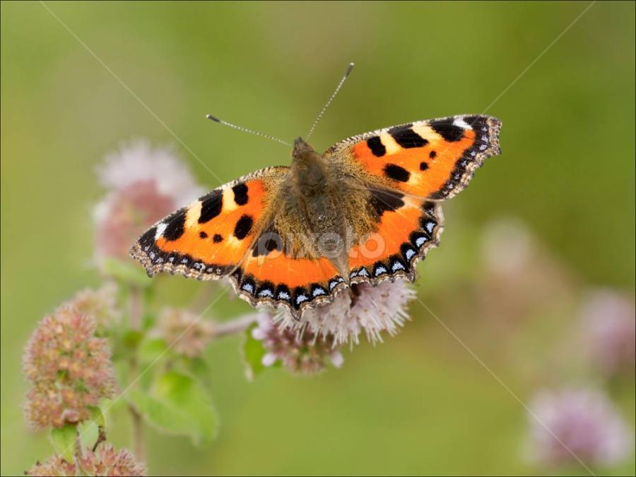 Small Tortoiseshell at Blunsdon yesterday. by Marlene Finlayson - Animals Insects & Spiders