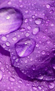 Petals live wallpaper Screenshots 3