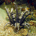 Stinging Sea Anemone