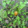 wild tomato