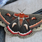 Cecropia Moth