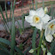 Paperwhite narcissus