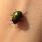 Leaf Beetle