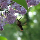 Hummingbird moth