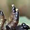 Sawfly larvae