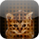 League Of Cats logo