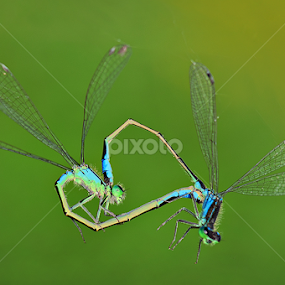 DragonHeart by MIhail Syarov - Animals Insects & Spiders