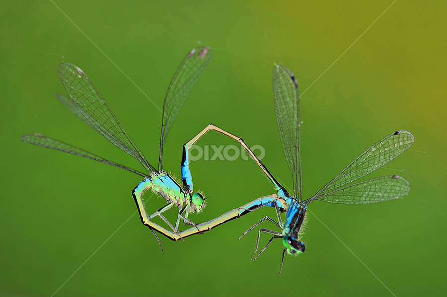 DragonHeart by MIhail Syarov - Animals Insects & Spiders