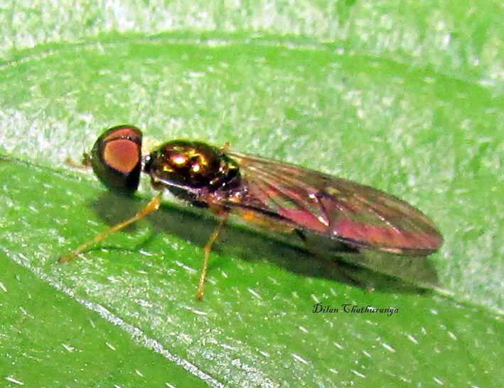 soldier fly