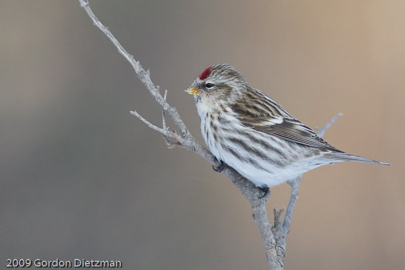 Common Redpoll