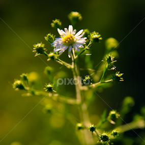 Life's beauty  by Barak Johnson - Flowers Flowers in the Wild