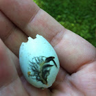 Hatched robin egg
