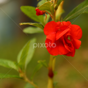Bright Red Petal by Oswald Smith - Flowers Single Flower