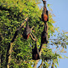 Large Flying Fox