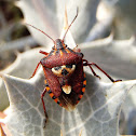 Chinche Codophila varia, bug