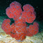 Mauve Spiky Soft Coral