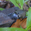 Atlas Chafer Beetle - Female