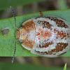 Marbled leaf beetle