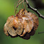 Wafer ash, Common hoptree, Hop tree