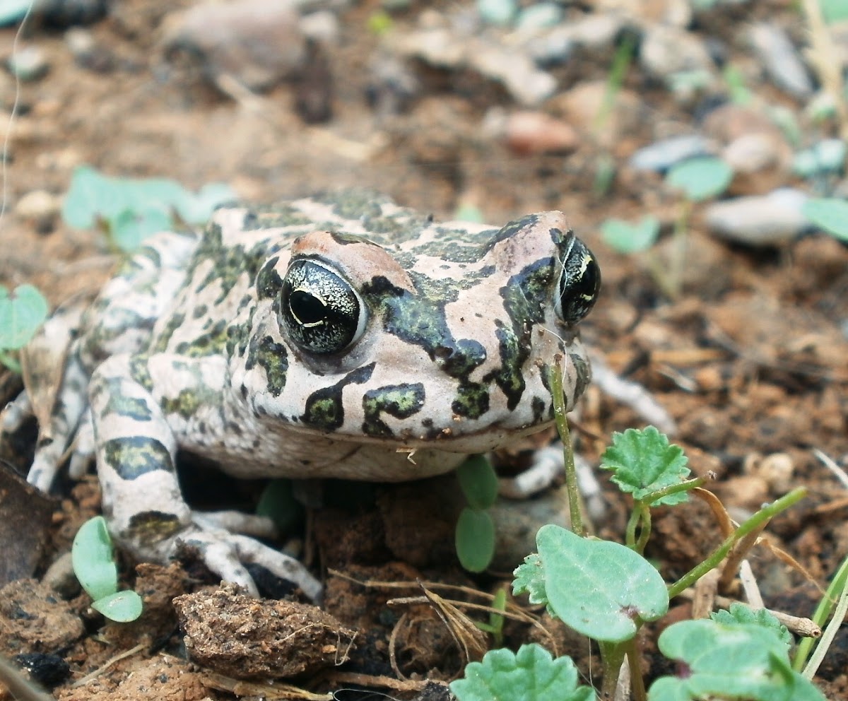 European Green Toad - poss. Variable toad