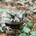 European Green Toad - poss. Variable toad
