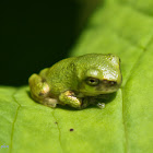 Cope's Gray Treefrog