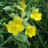 Yellow Monkeyflower