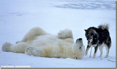 哈士奇vs.北極熊-05