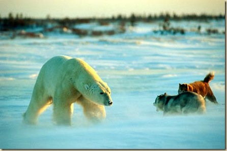 哈士奇vs.北極熊-01