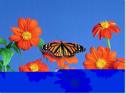 Butterfly-03
