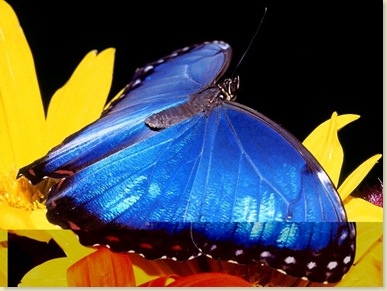 Butterfly-16