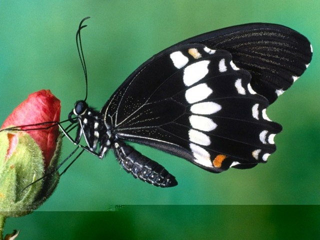 [Butterfly193.jpg]