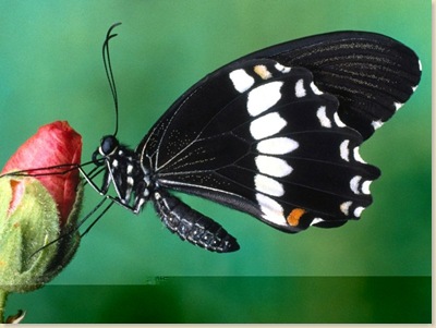 Butterfly-19