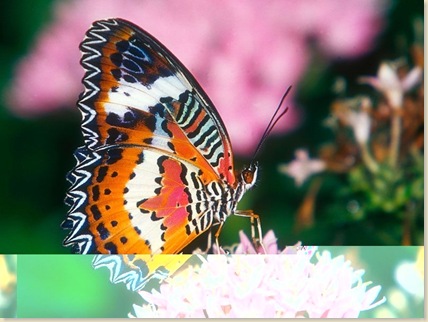Butterfly-25