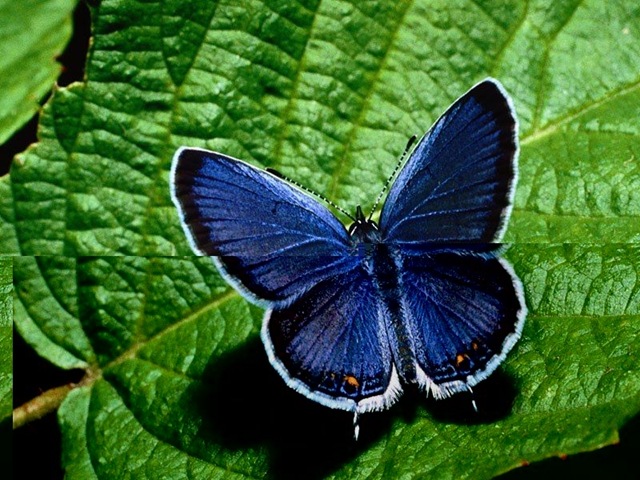 [Butterfly373.jpg]