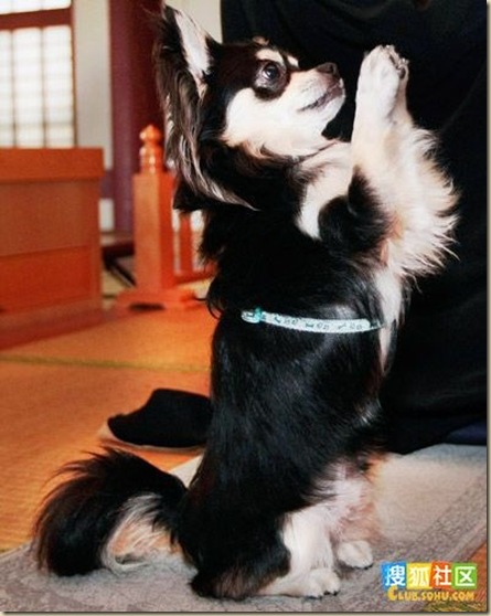 日本2歲小狗-002