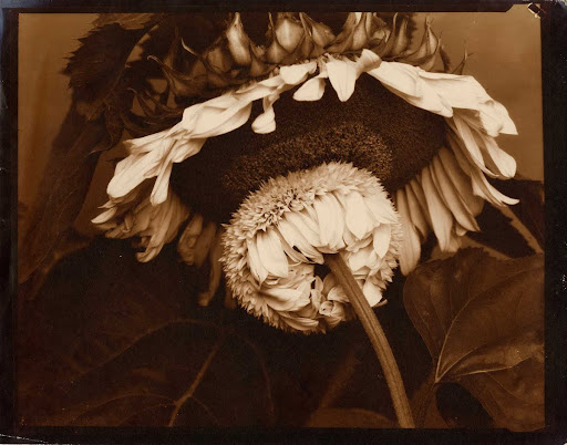 Sunflower - Edward Steichen — Google Arts & Culture