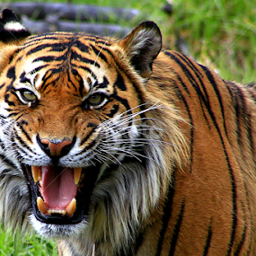 Sumatran Tiger by Phil Le Cren - Animals Lions, Tigers & Big Cats