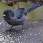 Yellow-Thighed Finch