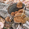 Cracked-cap polypore mushroom