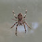 Bridge Orbweaver spider